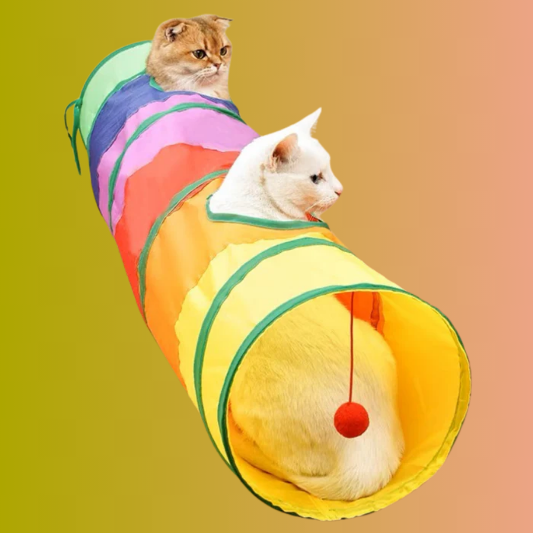 Two cats in and on the rainbow cat tunnel, one lying at the yellow entrance